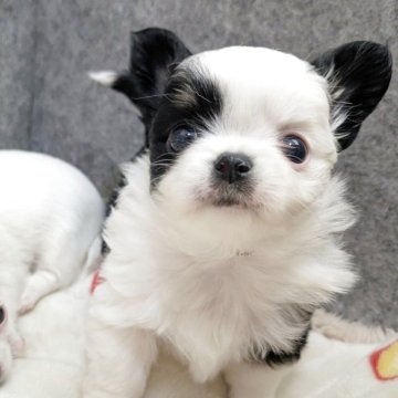 チワワ(ロング)【大阪府・男の子・2025年11月12日・ブラックタン&ホワイト】の写真「ふわふわもこもこ毛量豊富✨」