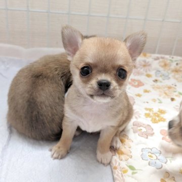 チワワ(スムース)【大阪府・男の子・2025年6月5日・レッド】の写真「ミニ柴犬みたいなチワワくん☺️」