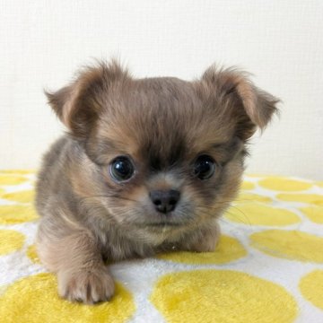 チワワ(ロング)【大阪府・男の子・2025年4月13日・ブルーフォーン】の写真「ふわふわもこもこくん🐣🩵」
