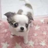 チワワ(ロング)