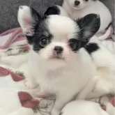 チワワ(ロング)