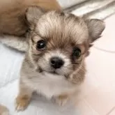 チワワ(ロング)