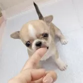 チワワ(スムース)