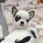 チワワ(スムース)【大阪府・男の子・2025年9月29日・ホワイト&ブラックタン】の写真3