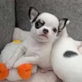 チワワ(スムース)【大阪府・男の子・2025年9月29日・ホワイト&ブラックタン】の写真6