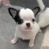 チワワ(スムース)【大阪府・男の子・2025年9月29日・パーティ】の写真11