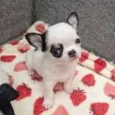 チワワ(スムース)【大阪府・男の子・2025年9月29日・ホワイト&ブラックタン】の写真8