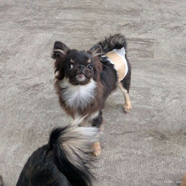 チワワ(ロング)【・男の子・2025年2月3日・ブラックタン&amp;ホワイト】「イケワンです🐾」