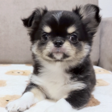 チワワ(ロング)【大阪府・男の子・2023年9月27日・ブラックタン&ホワイト】の写真「こぐまみたいな男の子」