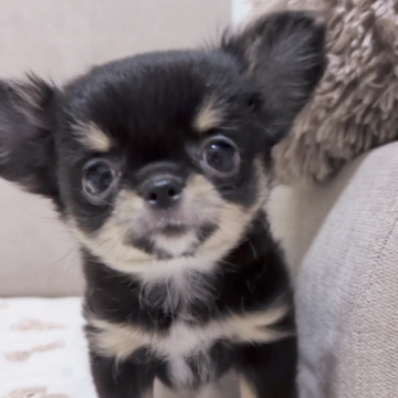 チワワ(ロング)【大阪府・女の子・2023年9月27日・ブラックタン&ホワイト】の写真「タレ目で優しいお顔の女の子」