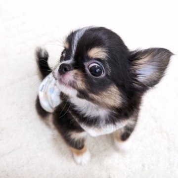 チワワ(ロング)【大阪府・男の子・2023年2月17日・ブラックタン&ホワイト】の写真「可愛いお顔の男の子です。」