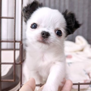 チワワ(ロング)【大阪府・男の子・2023年9月27日・パーティー】の写真「可愛すぎる癒やし系の男の子」