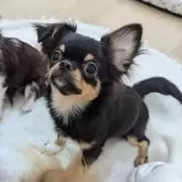 チワワ(ロング)【大阪府・男の子・2024年4月16日・ブラックタン&ホワイト】の写真3