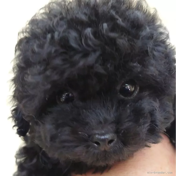ID:2509-02319の子犬