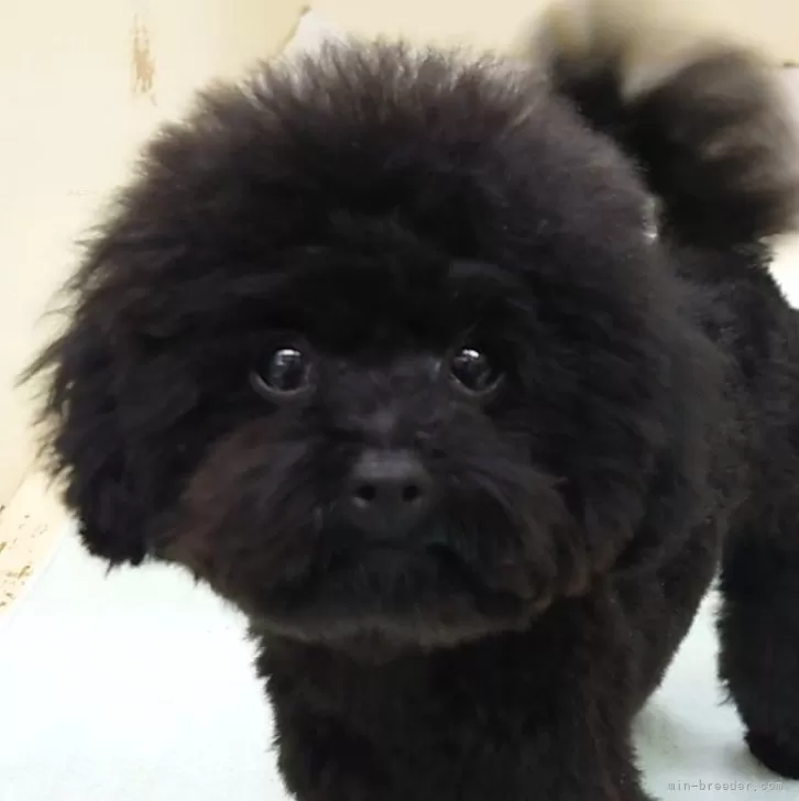 ID：2412-02514の子犬