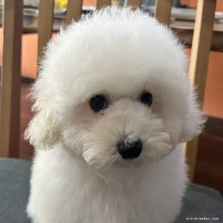 ID:2411-02096の子犬