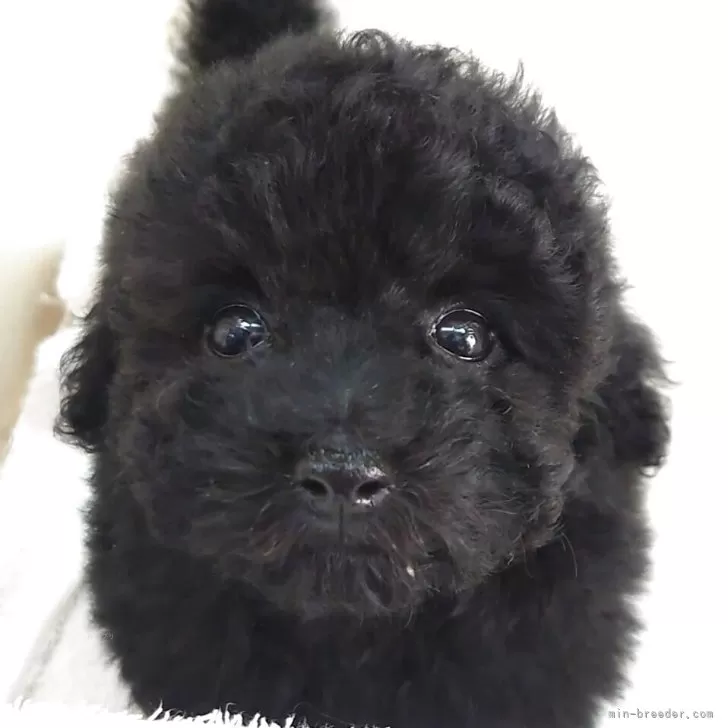 ティーカッププードル【大阪府・女の子・2025年6月23日・ブラック】の写真1「2025/08/23　撮影　ジュナちゃん①」