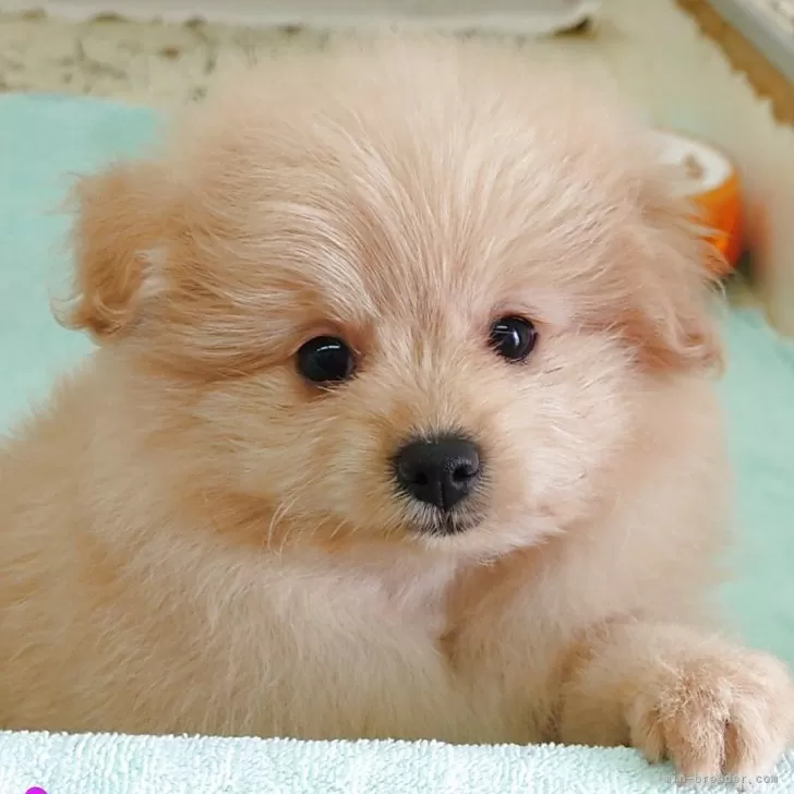 ID：2507-02055の子犬