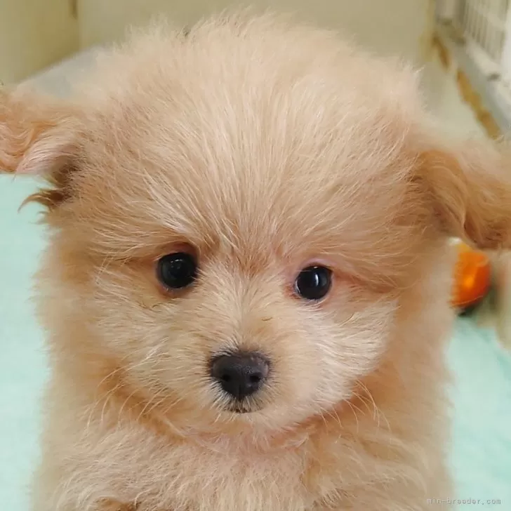 ID：2507-02057の子犬