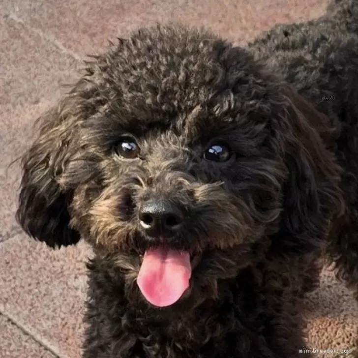 ID:2410-07571の子犬