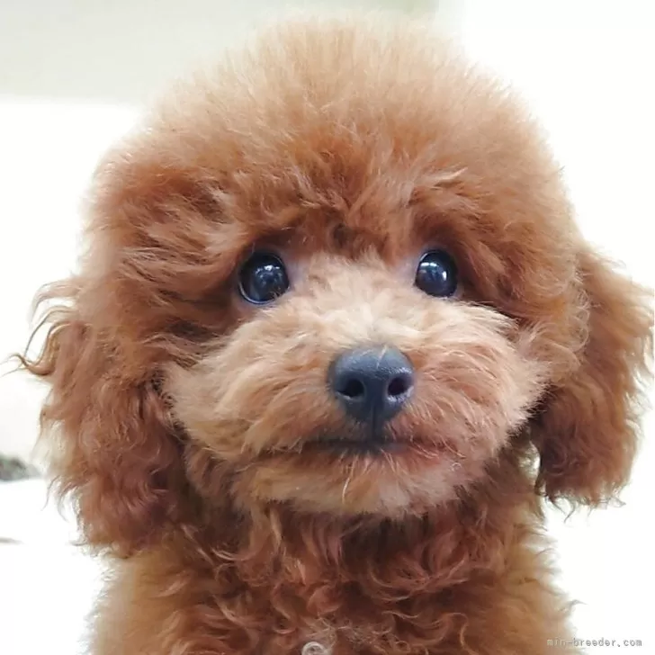 T.K 様のお迎えした子犬