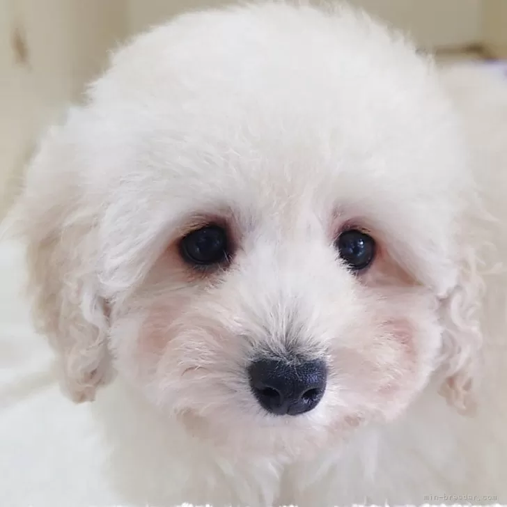 K.T 様のお迎えした子犬