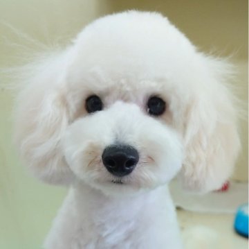 トイプードル(トイ)【大阪府・男の子・2024年8月19日・ホワイト】の写真「おとなしくて甘えん坊くん!!」