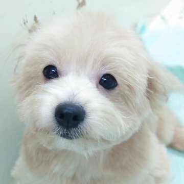 ポメプー(トイプードル×ポメラニアン)【大阪府・女の子・2025年5月4日・クリーム】の写真「人懐っこくてマイペース!!」