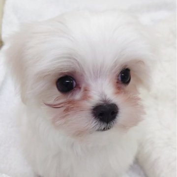 マルチーズ【大阪府・男の子・2025年8月24日・ホワイト】の写真「元気いっぱいな男の子!!」