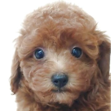 タイニープードル【大阪府・男の子・2025年8月31日・レッドフォーン】の写真「遊ぶの大好きな甘えん坊くん!!」