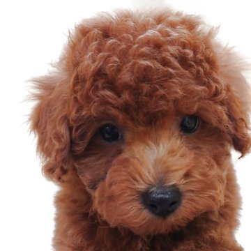 トイプードル(トイ)【大阪府・男の子・2025年3月2日・レッドフォーン】の写真「明るく人懐っこい男の子!!」