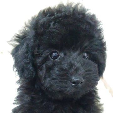 トイプードル(タイニー)【大阪府・女の子・2025年9月24日・ブラック】の写真「元気で甘えん坊な女の子!!」