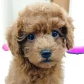 トイプードル(トイ)