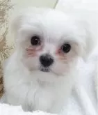マルチーズ【大阪府・男の子・2025年8月24日・ホワイト】の写真2「2025/10/26　撮影　アニくん②」