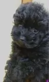 ティーカッププードル【大阪府・女の子・2024年10月2日・ブラック】の写真7「2024/12/04　撮影　こぴちゃん③」