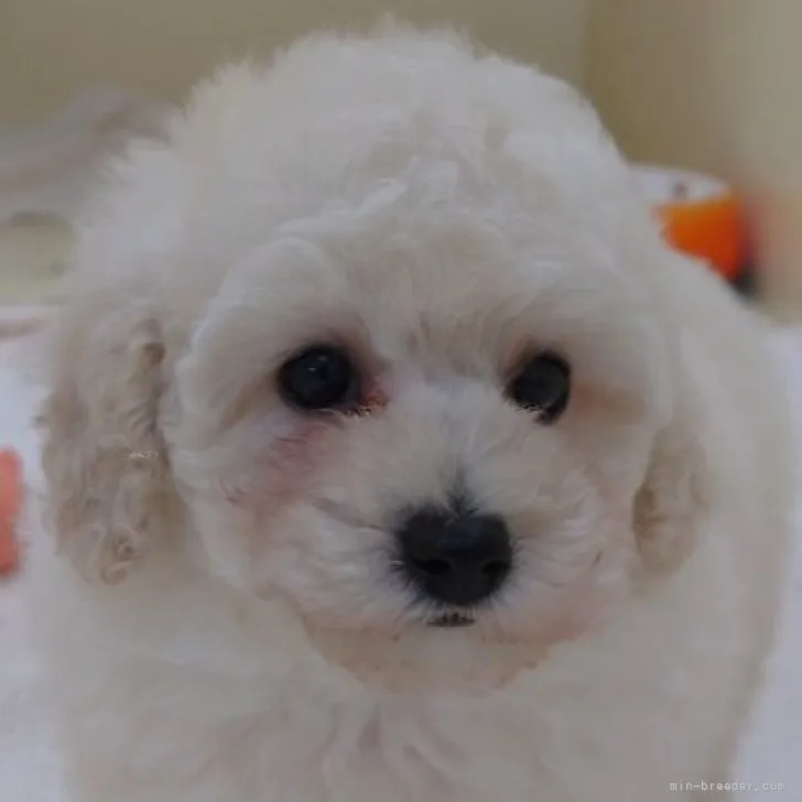 ID:2311-06018の子犬
