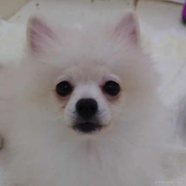 ID：2305-02096の子犬