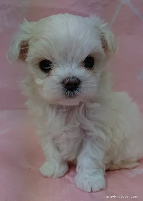 ID:1912-01280の子犬