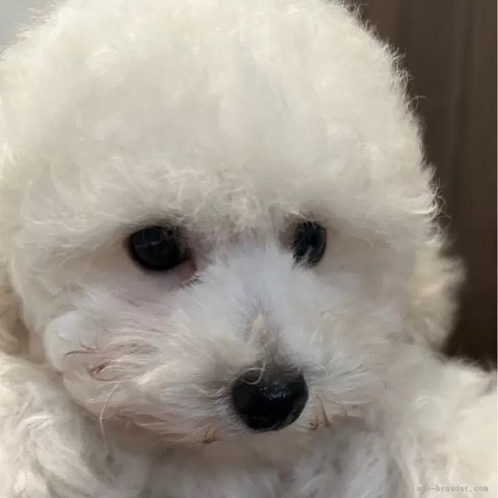 タイニープードル【大阪府・男の子・2024年8月13日・ホワイト】の写真1「2024/10/18　撮影　おからくん①」