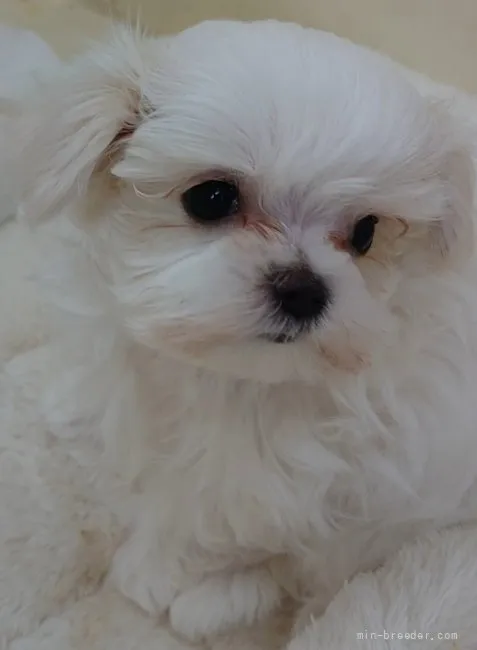 ID:2112-01684の子犬