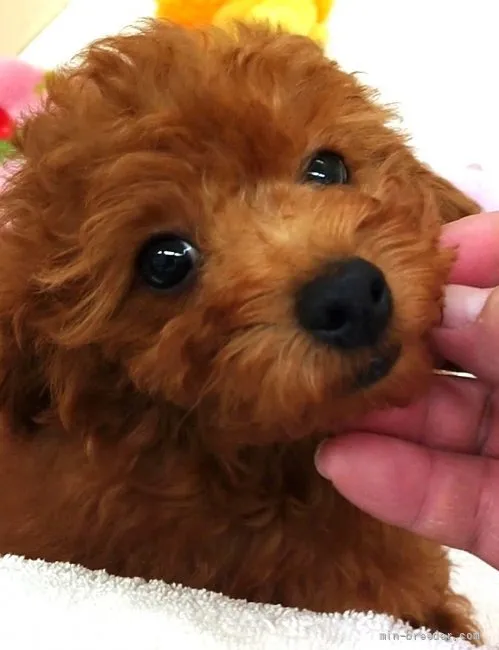 ID:2112-01781の子犬