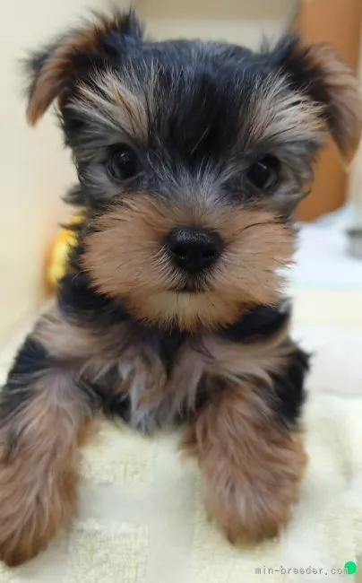 ID:2211-01707の子犬
