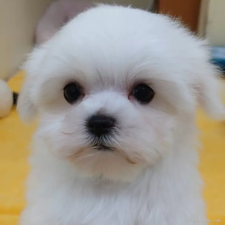 M.M 様のお迎えした子犬