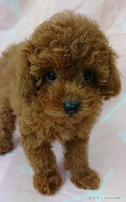 S.U 様のお迎えした子犬