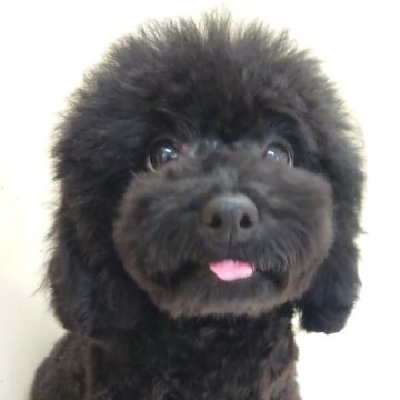 トイプードル(トイ)【大阪府・女の子・2024年5月12日・ブラック】の写真「人懐っこくて優しい女の子!!」
