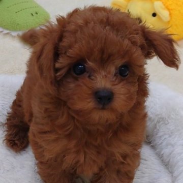 トイプードル(ティーカップ)【大阪府・男の子・2023年3月31日・レッドフォーン】の写真「活発で元気なチビくんです!!」