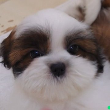 シーズー【大阪府・男の子・2023年1月12日・ホワイト&ゴールド】の写真「明るく元気なマイペースな男の子!!」