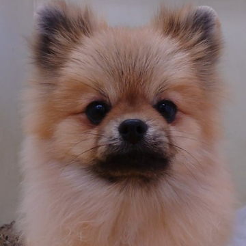 ポメラニアン【大阪府・男の子・2022年5月14日・オレンジセーブル】の写真「小柄でお調子者の男の子!!」