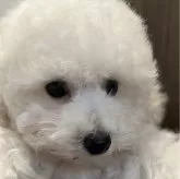 タイニープードル【大阪府・男の子・2024年8月13日・ホワイト】の写真1「2024/10/18　撮影　おからくん①」