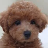 タイニープードル【大阪府・女の子・2023年1月21日・オレンジフォーン】の写真1「2023/03/21　撮影　プリヤちゃん①」